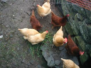 Some of our Buff Orphington and Rhode Island Red Chickens
