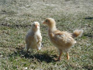 Buff Orphington Chicks