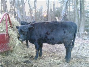 Esther's calf - Keeley