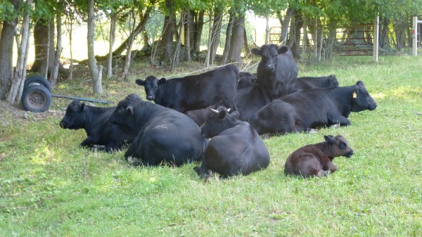 Our herd of 14 Dexters on September 4th, 2013